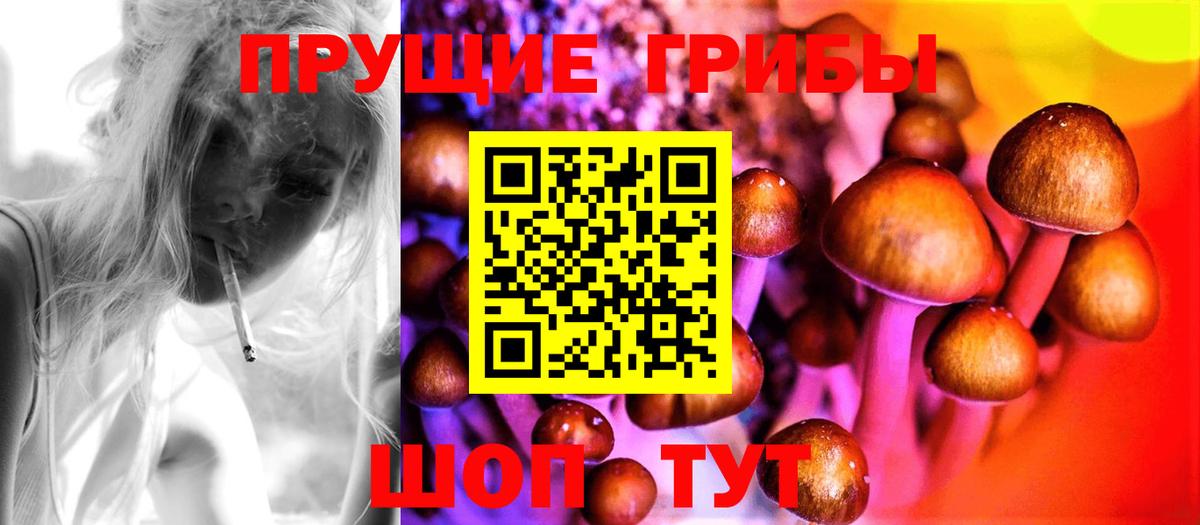 купить   Заводоуковск  Псилоцибиновые грибы Cubensis  Псилоцибиновые грибы Cubensis 